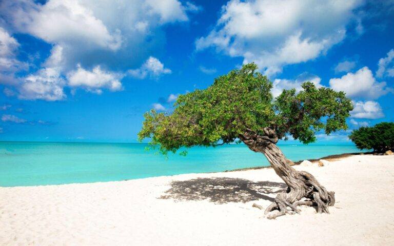 A Caribbean beach and turquoise sea