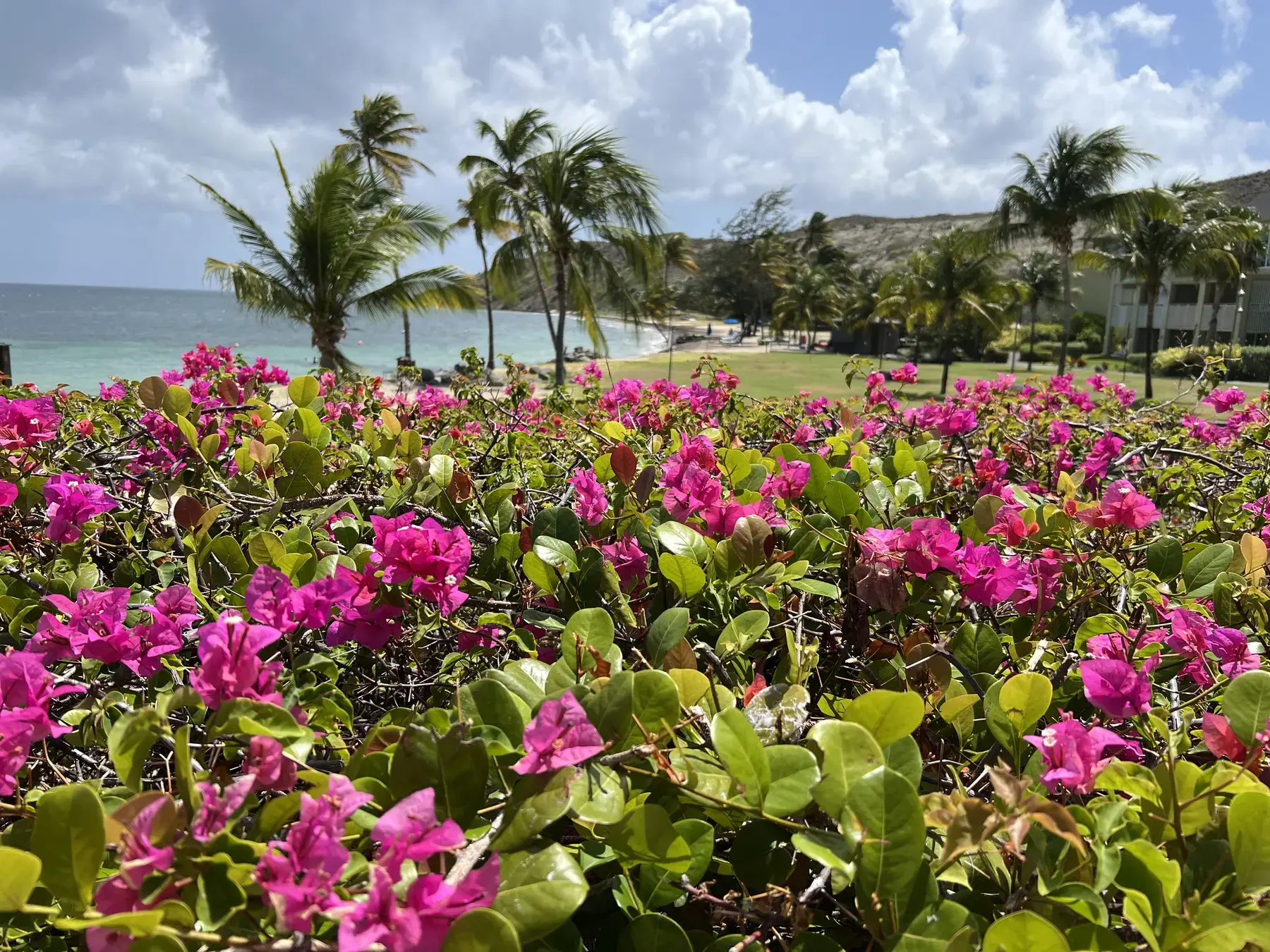 Pink bougainvillea overlooking palms and Banana Bay beach at Park Hyatt St. Kitts