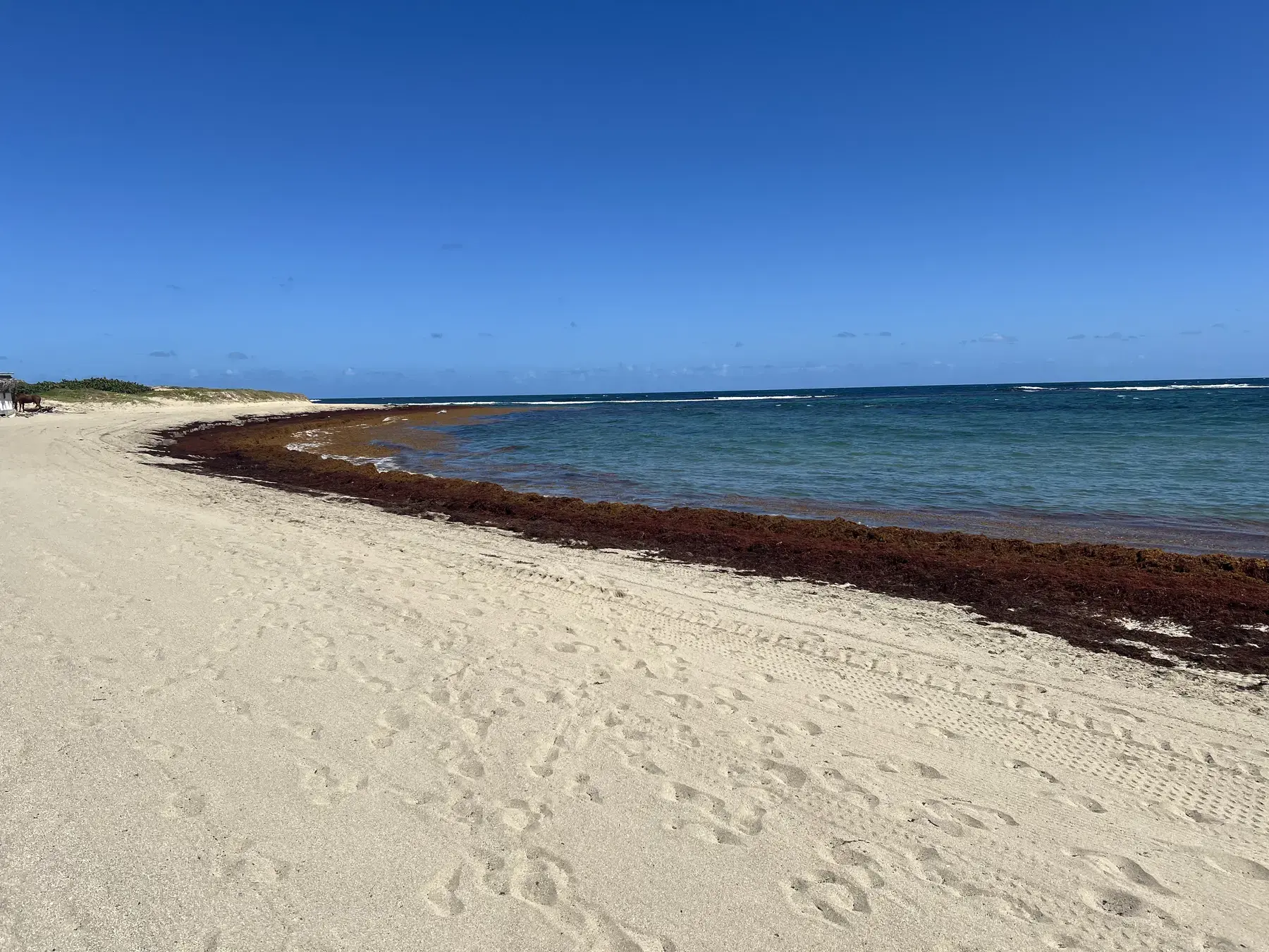 Sargassum along the Atlantic shoreline at St. Kitts Marriott