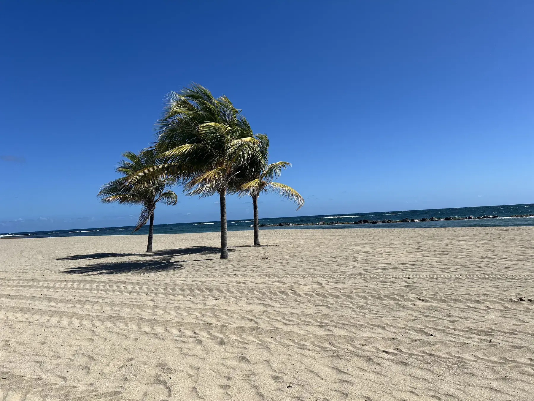 Wide Atlantic beach with palms at St. Kitts Marriott